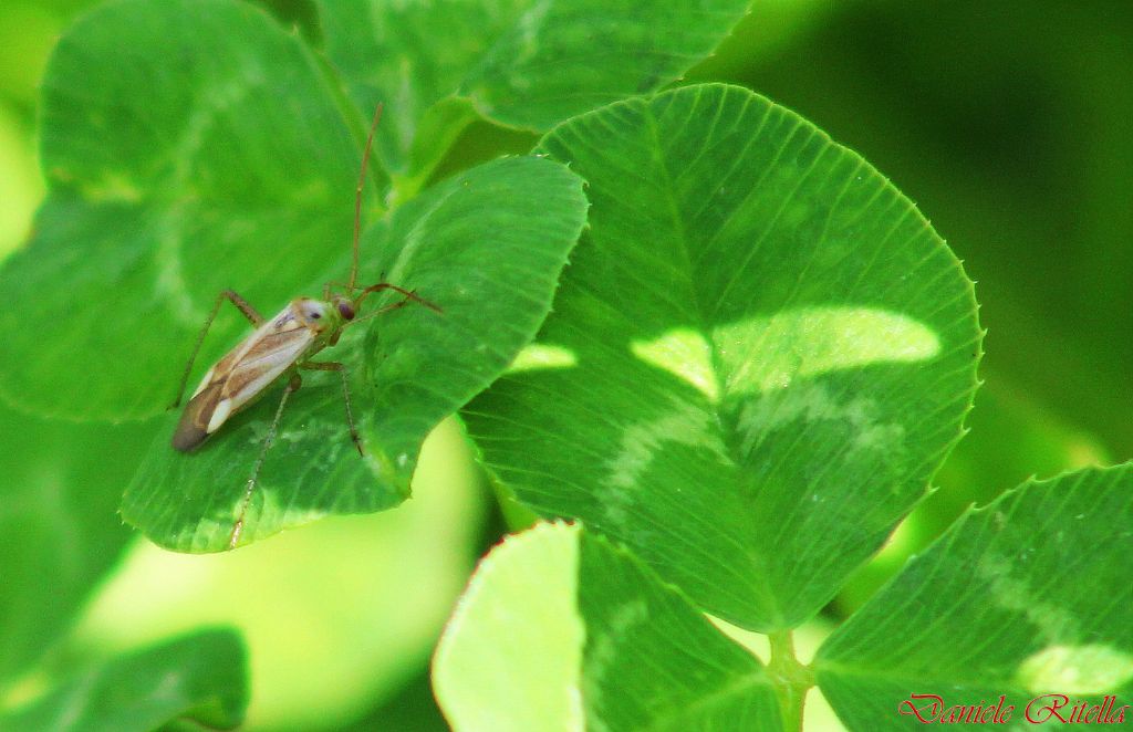 Adelphocoris lineolatus